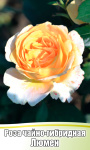 Роза Люмен