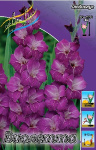 Gladiolus Violetta