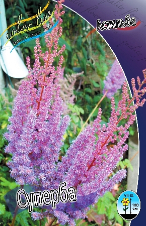 Astilbe Superba.jpg