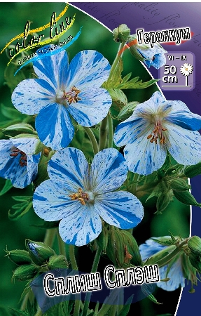 Geranium pratense Splish Splash.jpg