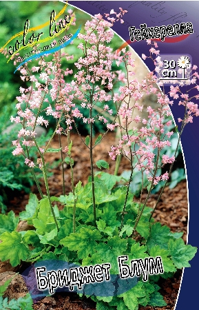 Heucherella Bridget Bloom.jpg