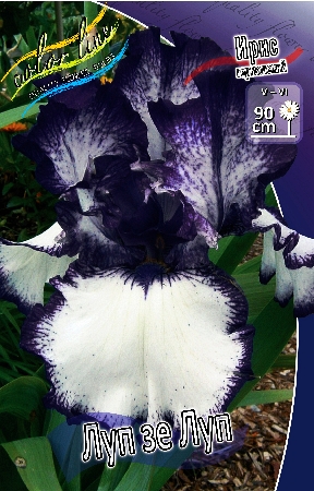 Iris germanica Loop The Loop.jpg