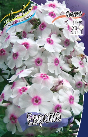 Phlox Europa.jpg Phlox Europa.jpg