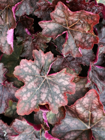 Heuchera Chocolate Veil 2.jpg