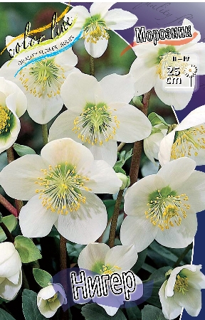 Helleborus Niger.jpg Helleborus Niger.jpg