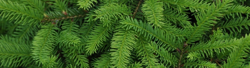 vtoraya-zhizn-elki.jpg vtoraya-zhizn-elki.jpg