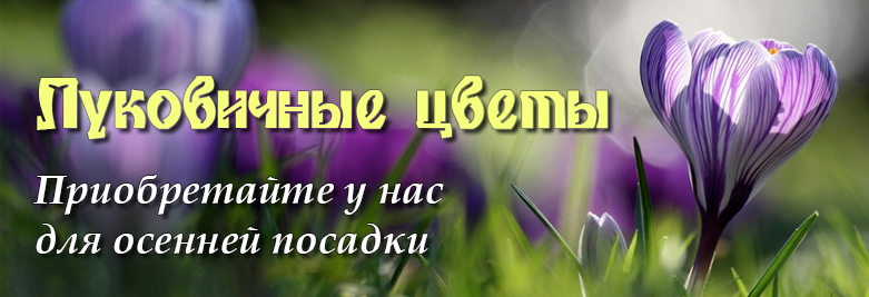 Луковичные цветы купить в Самаре Луковичные цветы купить в Самаре