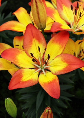 Lilium Daybreak Joy.jpg