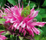 Монарда Вкус бергамота лимонная