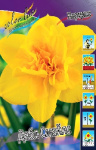 Нарцисс Дабл Смайлс (1шт) 923