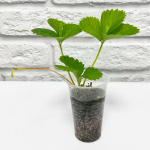 Клубника ЛИМАЛЕКСИЯ рассада