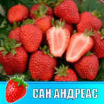 Земляника (Клубника) Сан Андреас в стаканчике