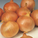 лук Севок Центурион Голландия