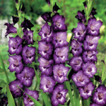 Гладиолус Лола Монтез (1шт) G-009