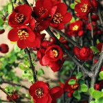 Chaenomeles x superba Crimson and Gold 1