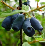 Жимолость Бакчарская Юбилейная