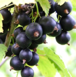 Смородина черная Зеркальная