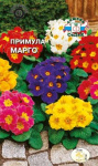 Примула Марго многоцв.