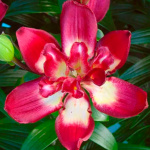 Лилия Дабл Сенсейшн (1шт)