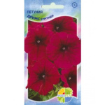 Петуния Дримс бургунди