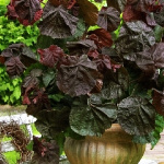 Лещина обыкновенная Рэд Маджестик 5639