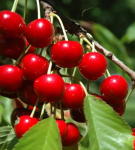 Вишня войлочная Желанная