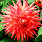 Георгин Леви 1шт