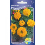 Бархатцы Купидон оранжевые (купид оранж)