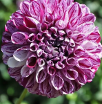 Георгин Марбл Болл (1шт)