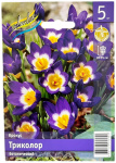 Крокус Триколор ботанический