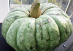 Тыква Зимняя сладкая 10шт