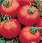 Томат Волгоградский (25шт)