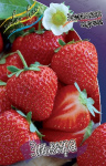 Земляника (Клубника) Эльвира (5 шт) 375