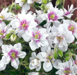 Гераниум Дабл Джуел (1шт)