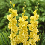 Гладиолус Джестер Голд (1шт) 6763