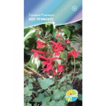 Сальвия Хот трумпетс