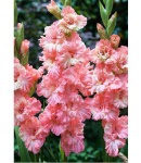 Гладиолус Фриззлд Пинк (1шт) 5411