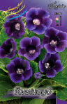 Gloxinia Hollywood