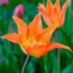 Тюльпан Александра (1шт)