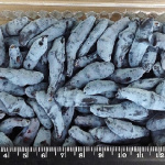 Жимолость Гордость Бакчара (Новый сад)