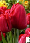 Витрина Тюльпан Многоцветковый 7070 Силуэт Букет (красный 11/12) 1шт