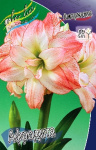 Амариллис Афродита (1шт) 7642