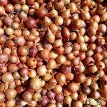 лук Севок Мячковский