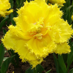 Тюльпан Экзотик Сан (1шт) 2701