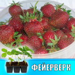 Земляника (Клубника) Фейерверк в кассете