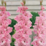 Гладиолус Самара 1шт