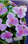 Традесканция Пинк Шабли (3) 3277