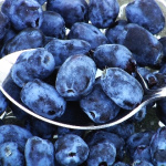 Жимолость Бореалис 5669