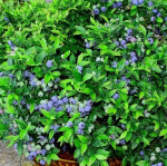 Голубика Топхэт 9616