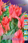Тюльпан Торонто (1шт)
